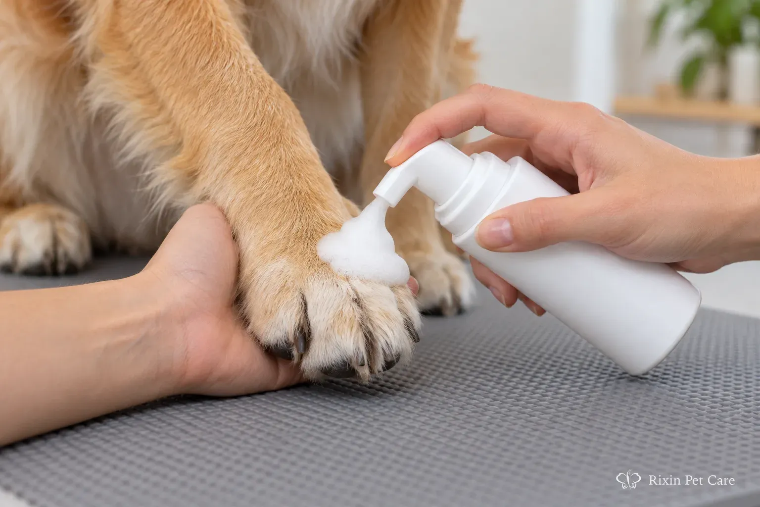 Foam being applied in a controlled amount to a dog's paw during paw cleaner sample evaluation.